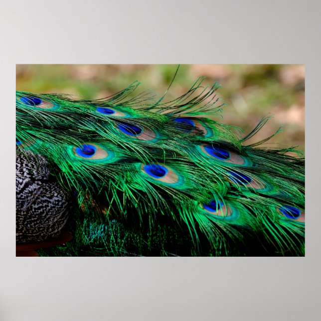 Póster Feathers peacock plumas (Frente)