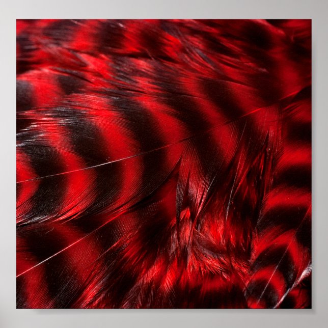 Póster Feathers rojos (Frente)