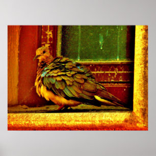 Póster Feathery Dove
