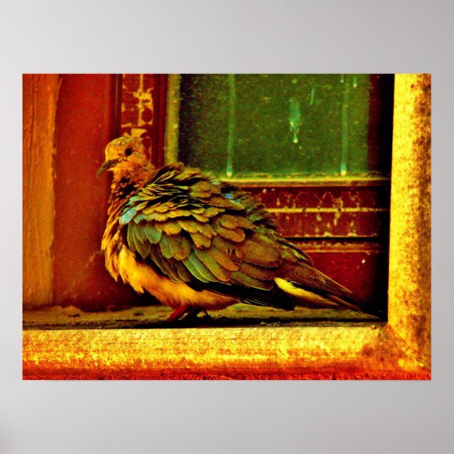 Póster Feathery Dove (Frente)