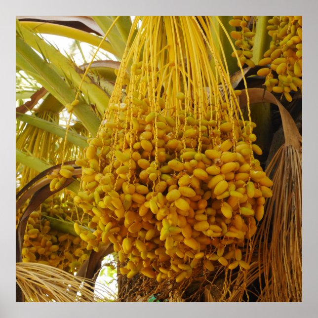 Póster Fechas en el Poster del árbol de palmas (Frente)