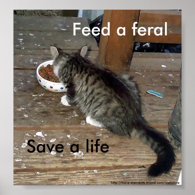 Póster "Feed a Feral, Save a Life" feral kitten poster (Frente)