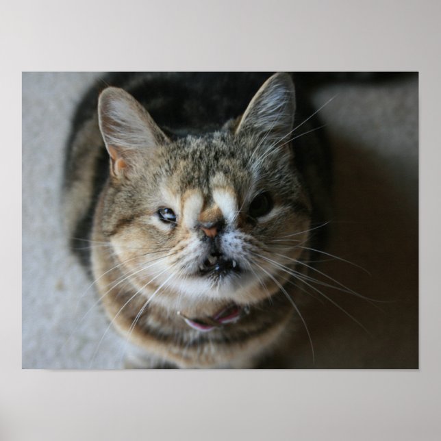 Póster "Feed Me" Quasi Poster (Frente)