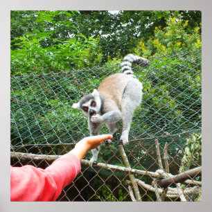 Póster Feeding a lemur