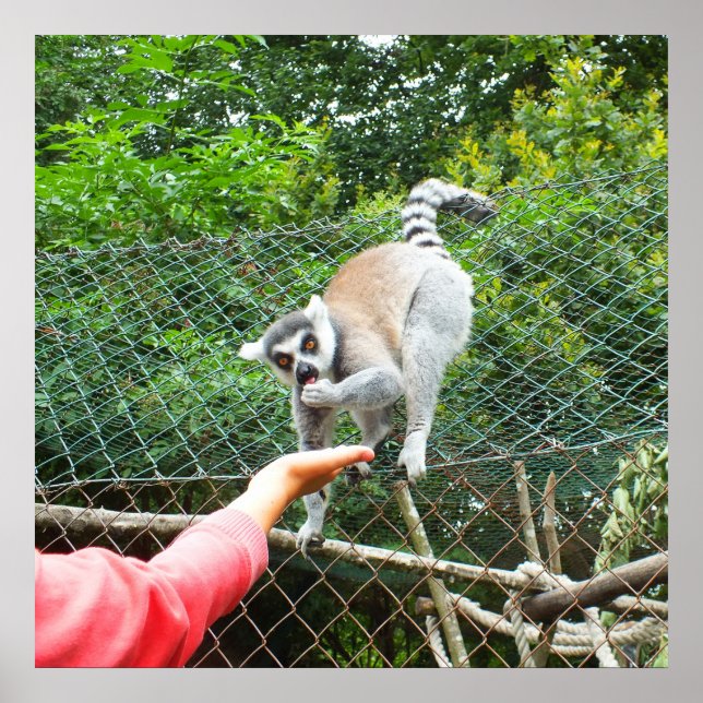 Póster Feeding a lemur (Frente)