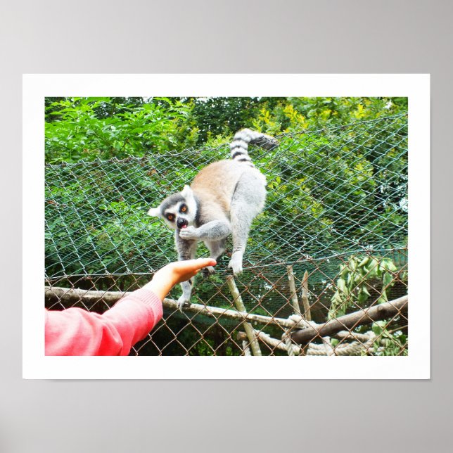 Póster Feeding a ring tailed lemur (Frente)