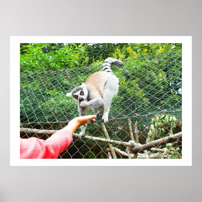 Póster Feeding a ring tailed lemur (Frente)