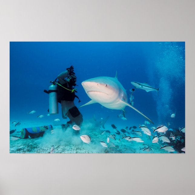 Póster Feeding The Bull (Frente)