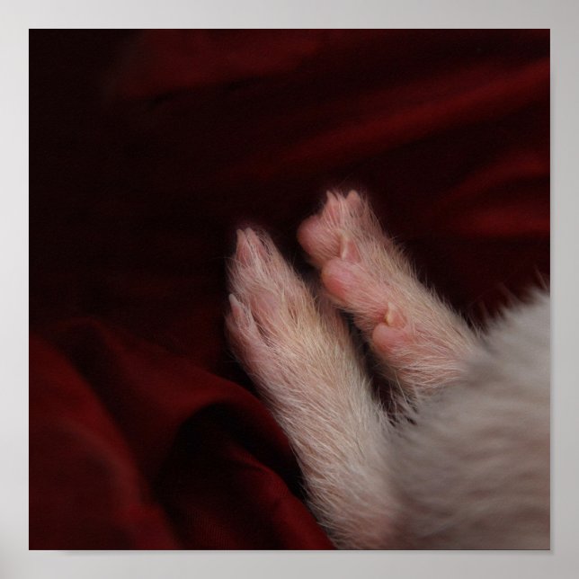 PÓSTER FEET (Frente)