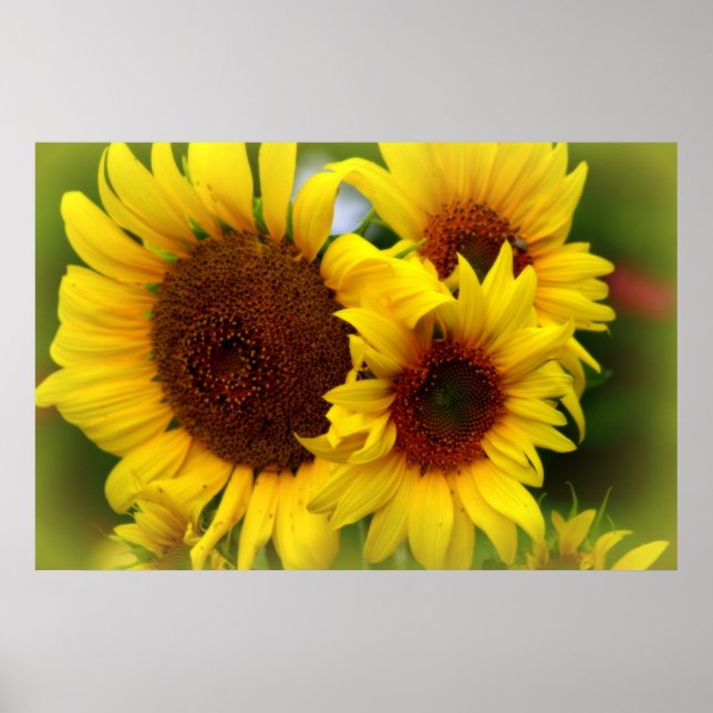 Póster Felices girasoles (Frente)