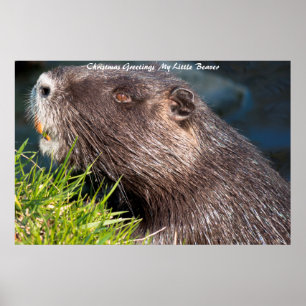 Póster Felicitaciones de Navidad Mi pequeño castor