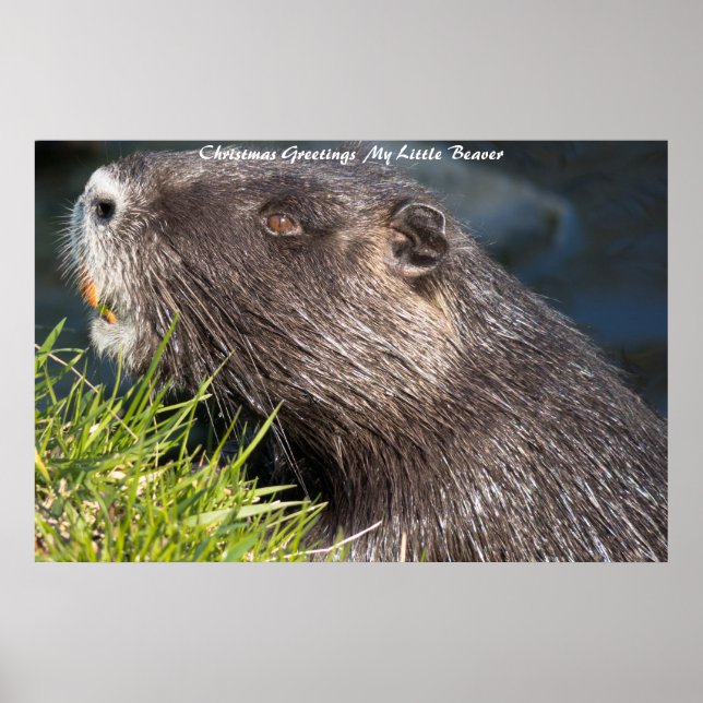 Póster Felicitaciones de Navidad Mi pequeño castor (Frente)
