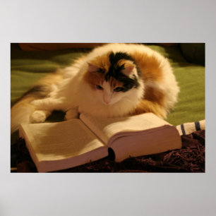 Póster Feline Scholar