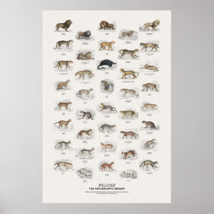Póster Felinos - Biblioteca del Naturalista