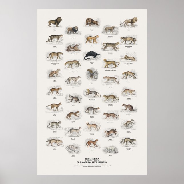 Póster Felinos - Biblioteca del Naturalista (Frente)