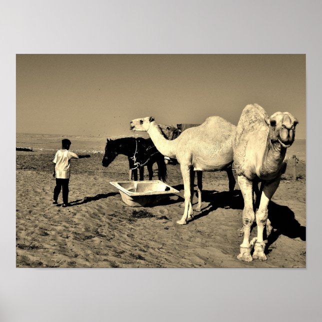 Póster Feliz camello (Frente)