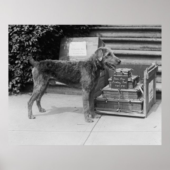 Póster Feliz cumpleaños Laddie Boy, años 20 (Frente)