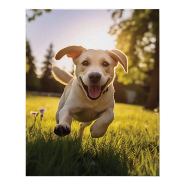 Póster Felíz Labrador Corriendo (Anverso)
