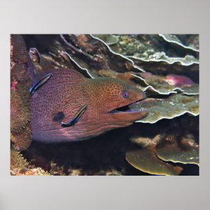 Póster Feliz limpieza de moray