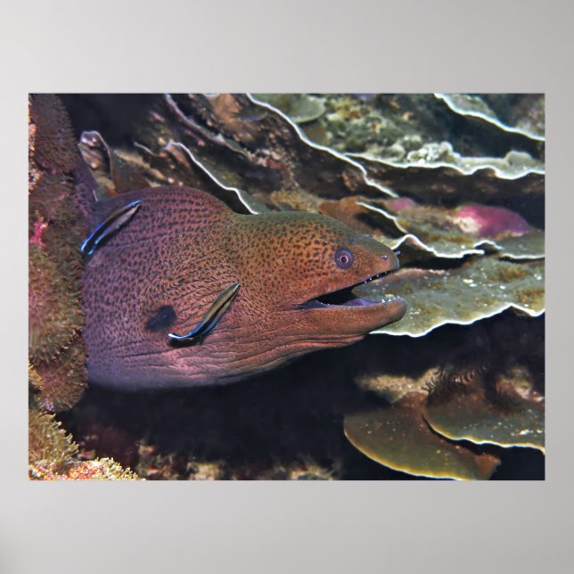 Póster Feliz limpieza de moray (Frente)