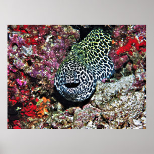 Póster Feliz Moray