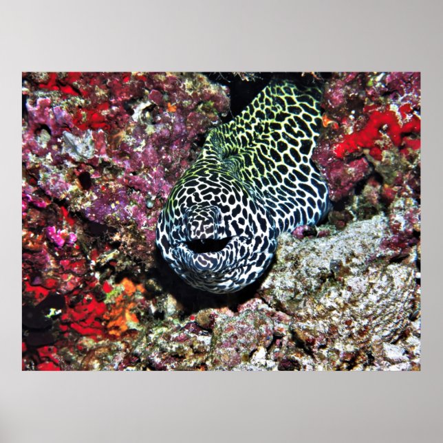 Póster Feliz Moray (Frente)