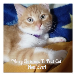 Póster Feliz Navidad a la Mejor Mamá de Gatos de Todos lo