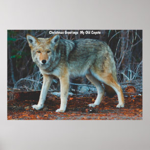 Póster Feliz Navidad mi viejo coyote
