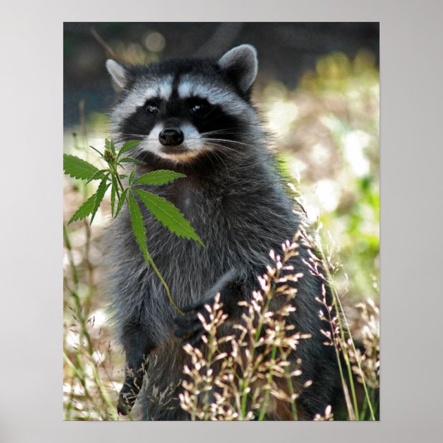 PÓSTER FELIZ RACCOÓN (Frente)