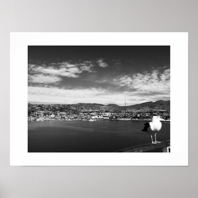 Póster Fellow Curious Bird Black and White Photography (Frente)