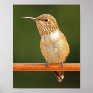 Póster Female Allen's Hummingbird - Rosie 1