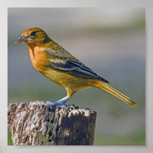Póster Female Baltimore Oriole