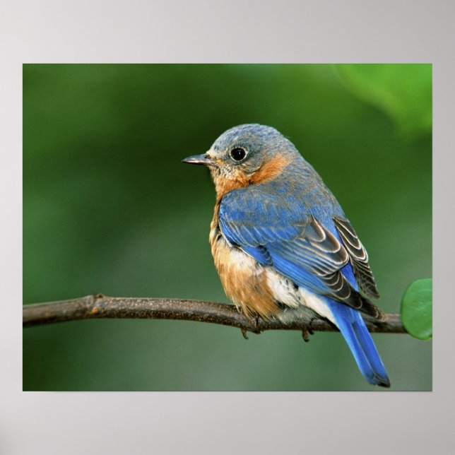 Póster Female Eastern Bluebird, Sialia sialis (Frente)