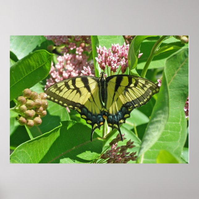 Póster Female Eastern Tiger Swallowtail Butterfly Poster (Frente)