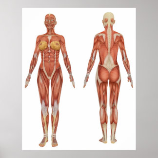 Póster Female Muscular Anatomy Front and Rear View