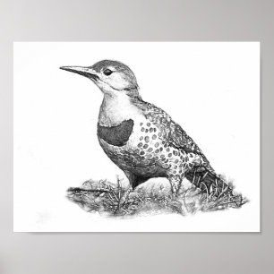 Póster Female Northern Flicker