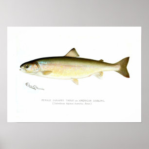 Póster Female Sunapee Trout