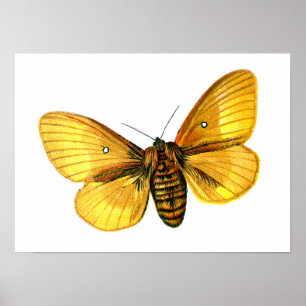 Póster Femenino de Bombyx