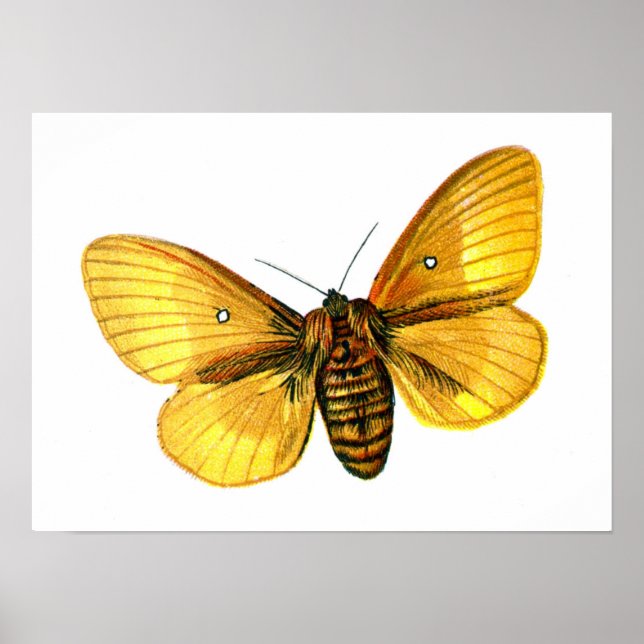 Póster Femenino de Bombyx (Frente)