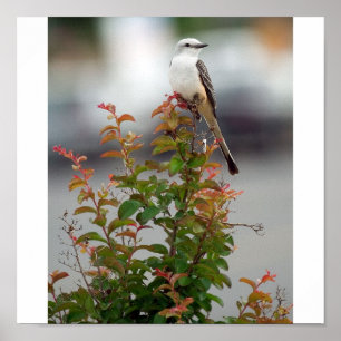 Póster Femenino Scissortail Flycatcher
