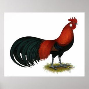 Póster Fénix: Rooster BB