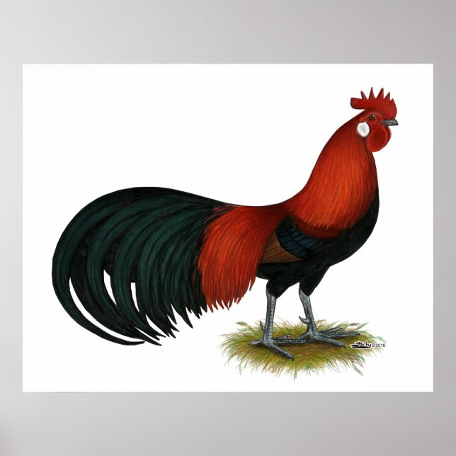 Póster Fénix: Rooster BB (Frente)