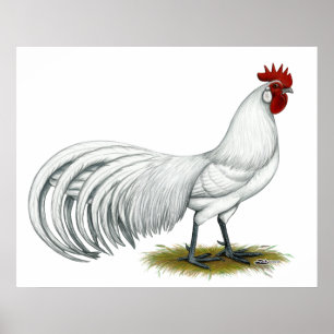 Póster Fénix: Rooster Blanco
