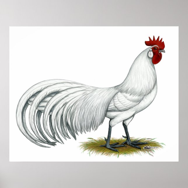 Póster Fénix: Rooster Blanco (Frente)
