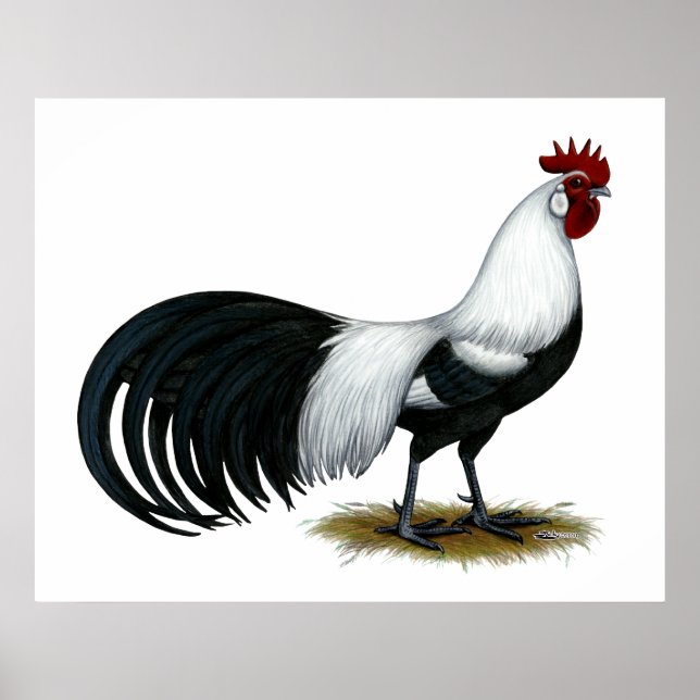 Póster Fénix: Rooster Plateado de Duckwing (Frente)