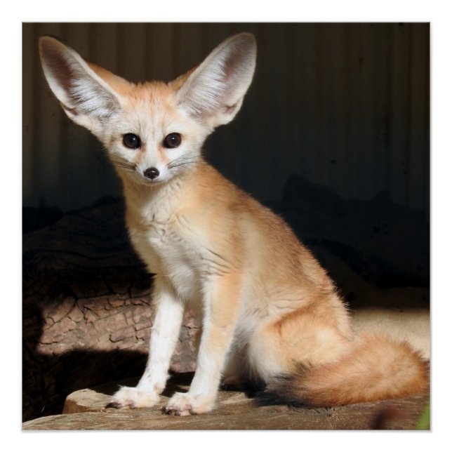 Póster Fennec Fox (Anverso)