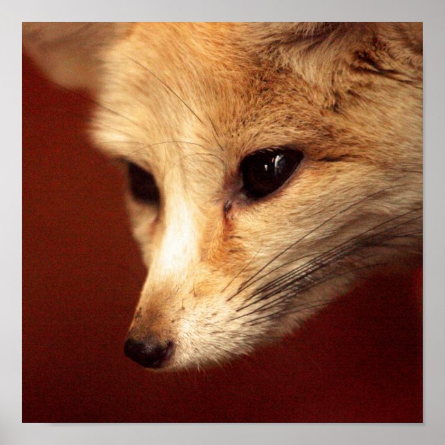 Póster Fennec Fox (Frente)