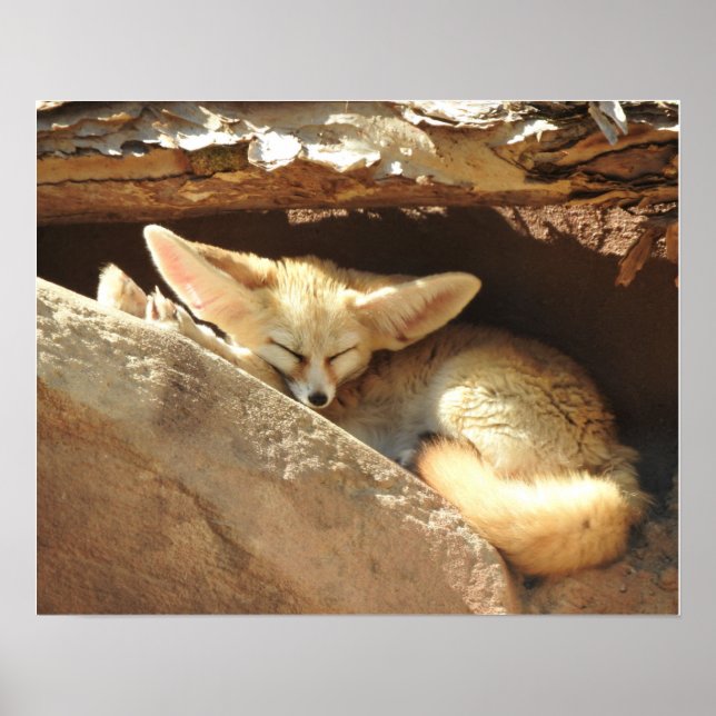 Póster Fennec Fox (Frente)