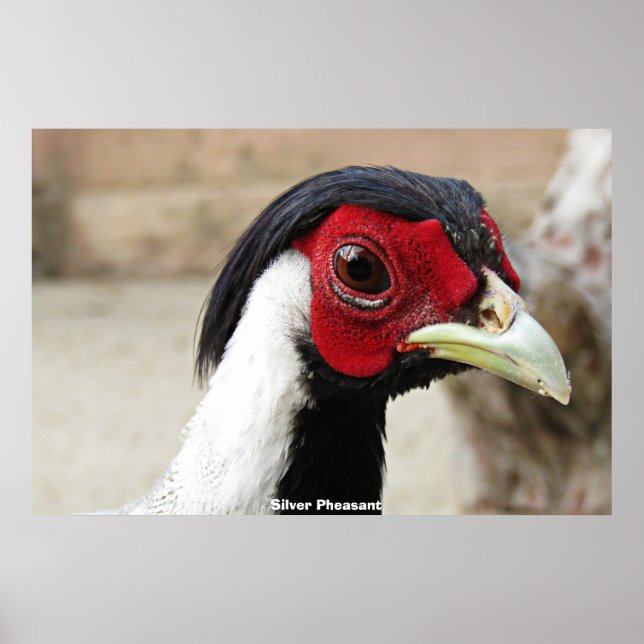 Póster Fenóasas de plata (Frente)