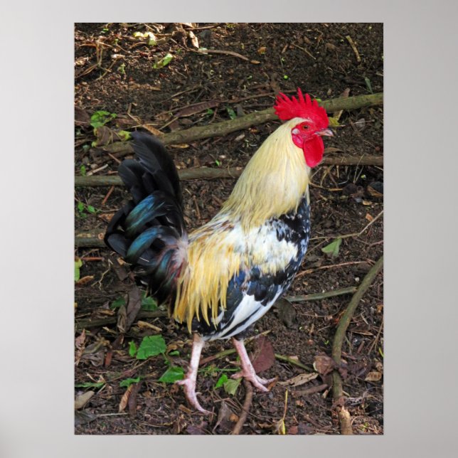Póster Feral Rooster (Frente)